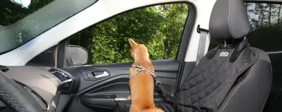A dog at an open car window