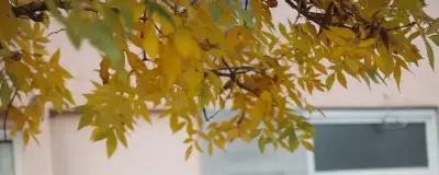 Car under a tree in cold weather